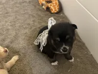 Whitney , a female Pomsky for sale in Brazoria, TX – Photo 8 of 9