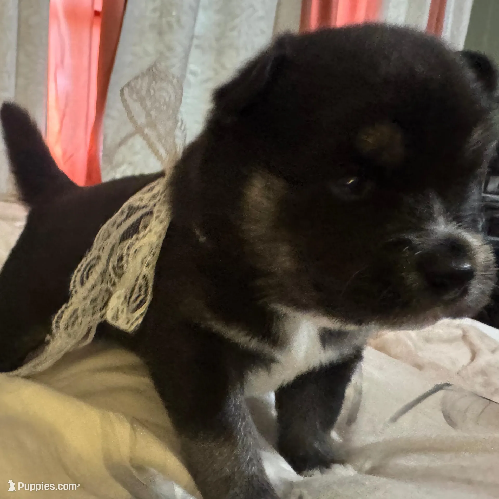 Whitney , a female Pomsky for sale in Brazoria, TX – Photo 1 of 9