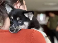 Whitney , a female Pomsky for sale in Brazoria, TX – 2 of 8