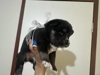 Whitney , a female Pomsky for sale in Brazoria, TX – Photo 2 of 9