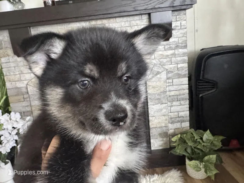Whitney  – Pomsky puppy for sale in Brazoria, TX