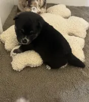 Whitney , a female Pomsky for sale in Brazoria, TX – Photo 7 of 9