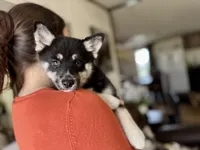Whitney , a female Pomsky for sale in Brazoria, TX – 3 of 8