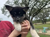 Whitney , a female Pomsky for sale in Brazoria, TX – 8 of 8
