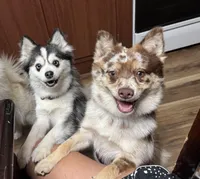 Whitney , a female Pomsky for sale in Brazoria, TX – Photo 9 of 9