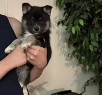 Whitney , a female Pomsky for sale in Brazoria, TX – 5 of 8
