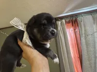 Whitney , a female Pomsky for sale in Brazoria, TX – Photo 5 of 9