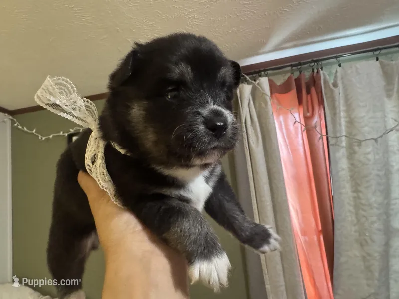Whitney  – Pomsky puppy for sale in Brazoria, TX