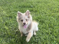 Wesley , a male Pomsky for sale in Brazoria, TX – 1 of 7