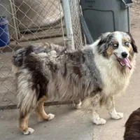 Harley AKC, a female Australian Shepherd for sale in Brazoria, TX – Photo 4 of 4