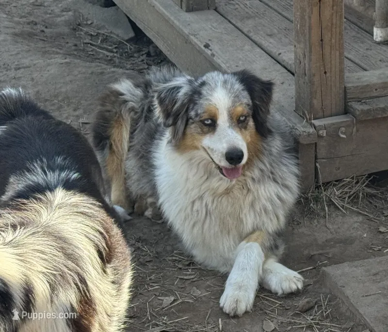 Harley AKC – Australian Shepherd puppy for sale in Brazoria, TX