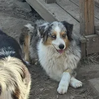 Harley AKC, a female Australian Shepherd for sale in Brazoria, TX – Photo 1 of 4
