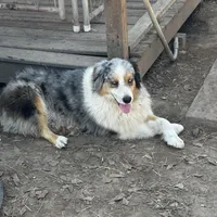 Harley AKC, a female Australian Shepherd for sale in Brazoria, TX – Photo 2 of 4
