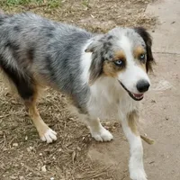 Harley AKC, a female Australian Shepherd for sale in Brazoria, TX – Photo 3 of 4