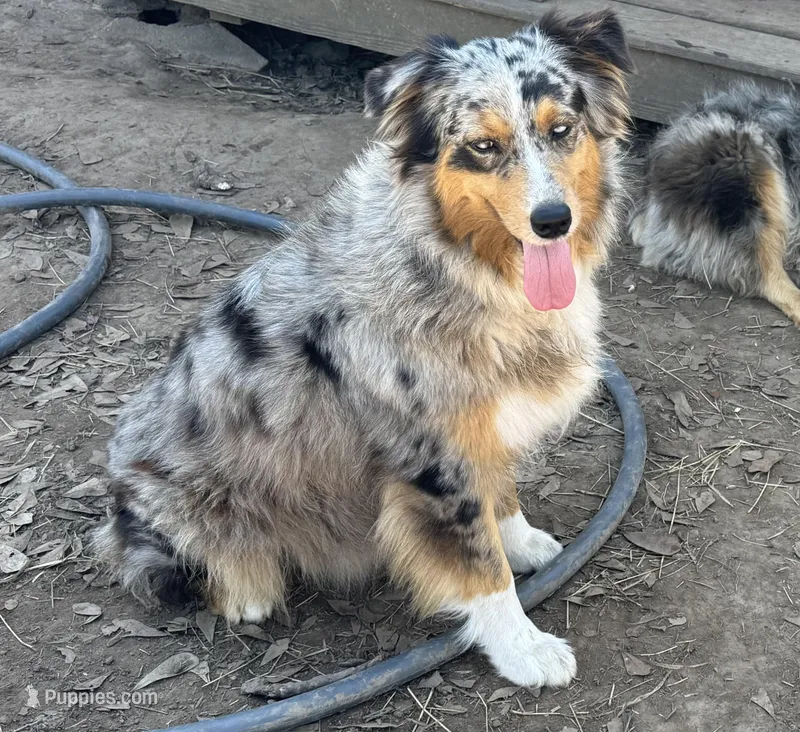 Margarita AKC  – Australian Shepherd puppy for sale in Brazoria, TX