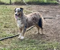 Margarita AKC , a female Australian Shepherd for sale in Brazoria, TX – Photo 2 of 3
