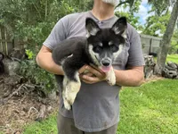 Whitney , a female Pomsky for sale in Brazoria, TX – 3 of 7