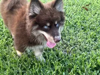 Enzo, a male Pomsky for sale in Brazoria, TX – 3 of 7