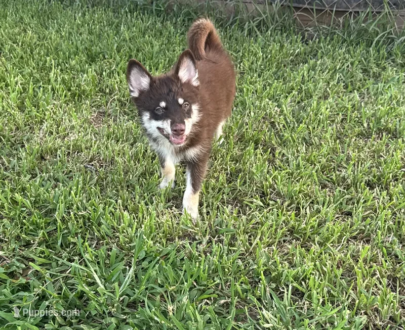 Remy – Pomsky puppy for sale in Brazoria, TX