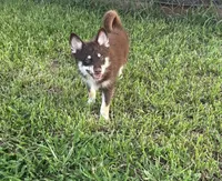 Remy, a male Pomsky for sale in Brazoria, TX – 3 of 6