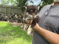 Remy, a male Pomsky for sale in Brazoria, TX – 4 of 8