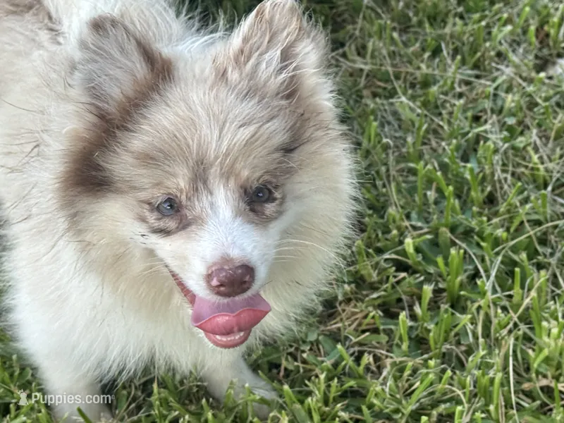 Brinlee – Pomsky puppy for sale in Brazoria, TX