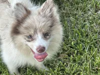 Brinlee, a female Pomsky for sale in Brazoria, TX – 1 of 5