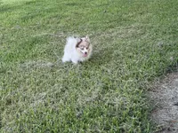 Brinlee, a female Pomsky for sale in Brazoria, TX – 4 of 5