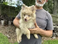 Wesley , a male Pomsky for sale in Brazoria, TX – 4 of 8