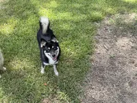 Whitney , a female Pomsky for sale in Brazoria, TX – 2 of 10