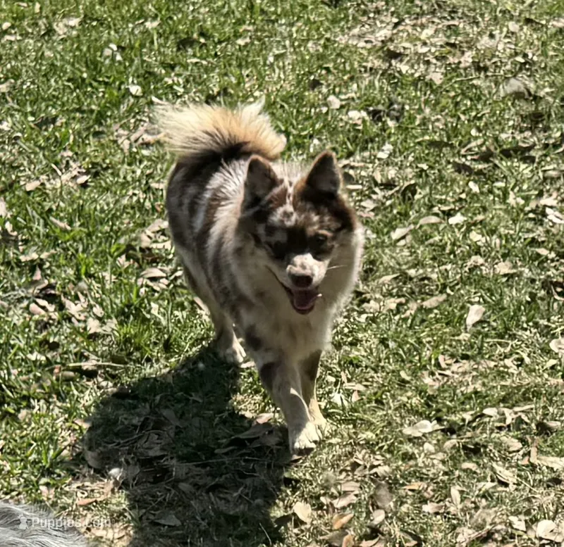 Whiskey  – Pomsky puppy for sale in Brazoria, TX