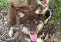 Koa , a male Pomsky for sale in Brazoria, TX – 3 of 8