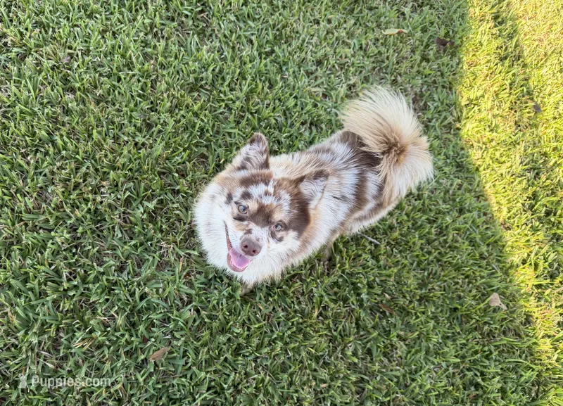 Whiskey  – Pomsky puppy for sale in Brazoria, TX