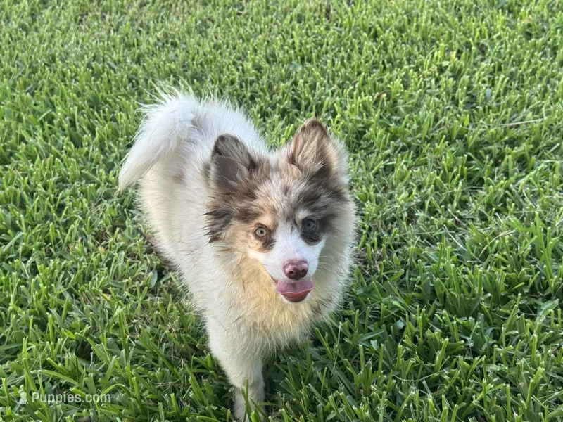 Oakley  – Pomsky puppy for sale in Brazoria, TX