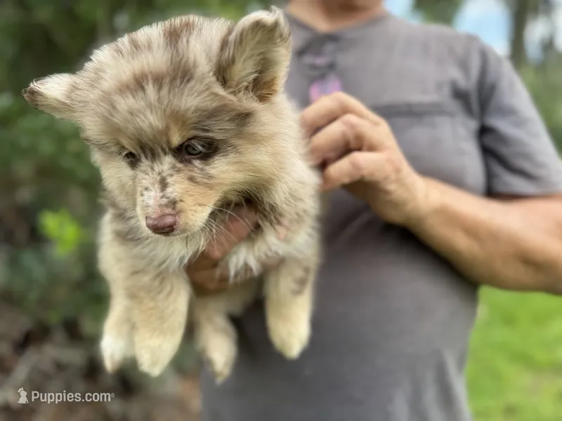 Hazel  – Pomsky puppy for sale in Brazoria, TX