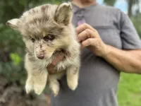 Hazel , a female Pomsky for sale in Brazoria, TX – 3 of 9
