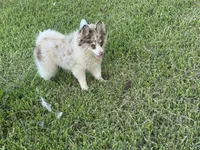 Oakley , a male Pomsky for sale in Brazoria, TX – 4 of 7