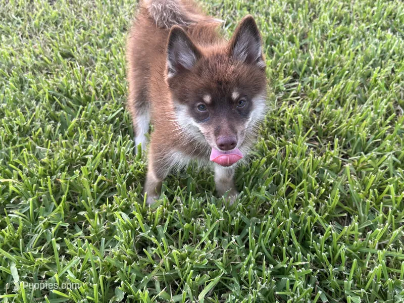 Magnolia  – Pomsky puppy for sale in Brazoria, TX
