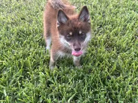 Magnolia , a female Pomsky for sale in Brazoria, TX – 1 of 8