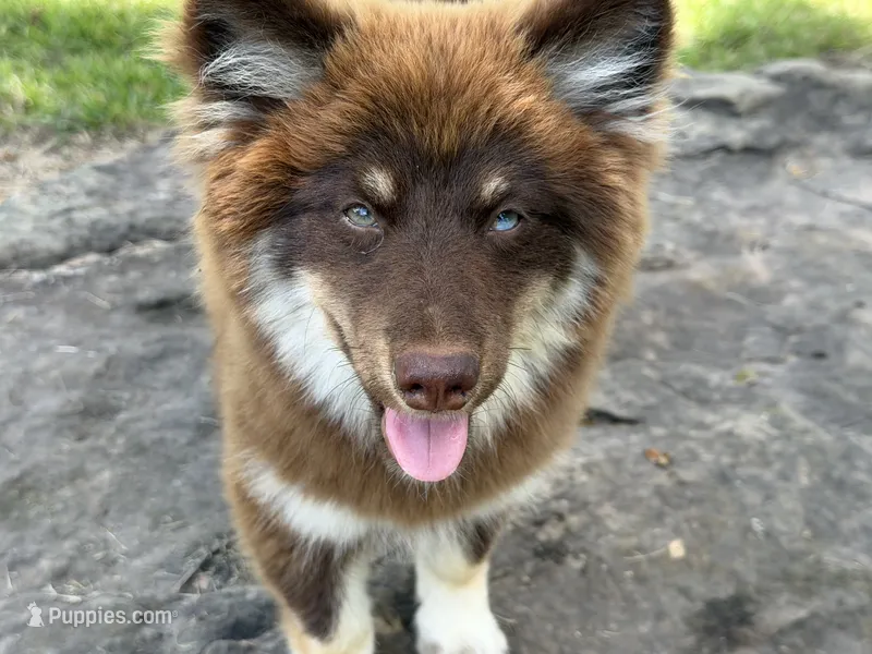Koa  – Pomsky puppy for sale in Brazoria, TX