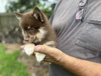 Magnolia , a female Pomsky for sale in Brazoria, TX – 4 of 8