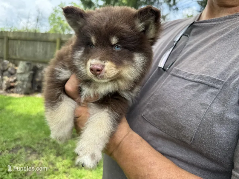 Enzo – Pomsky puppy for sale in Brazoria, TX