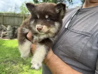 Enzo, a male Pomsky for sale in Brazoria, TX – 3 of 8