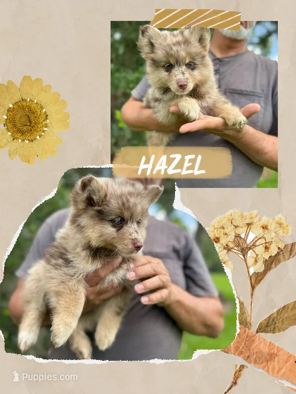 Hazel  – Pomsky puppy for sale in Brazoria, TX