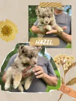 Hazel , a female Pomsky for sale in Brazoria, TX – 1 of 9