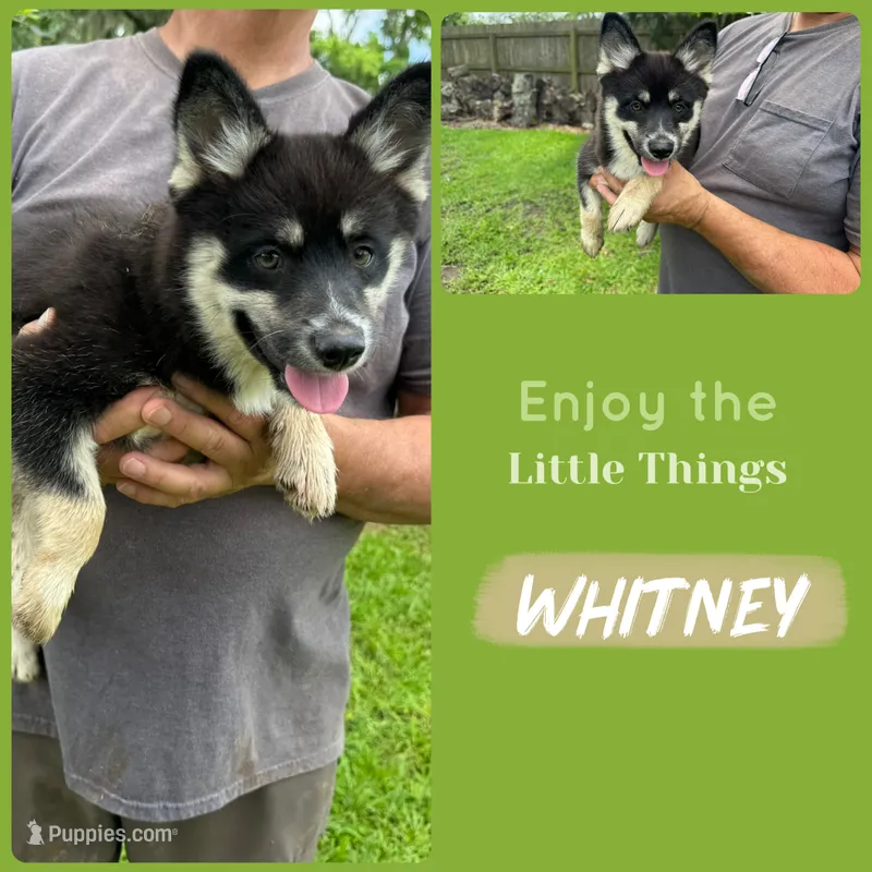 Whitney  – Pomsky puppy for sale in Brazoria, TX
