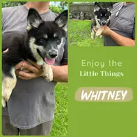 Whitney , a female Pomsky for sale in Brazoria, TX – 2 of 7