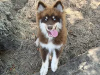 Enzo, a male Pomsky for sale in Brazoria, TX – 2 of 9