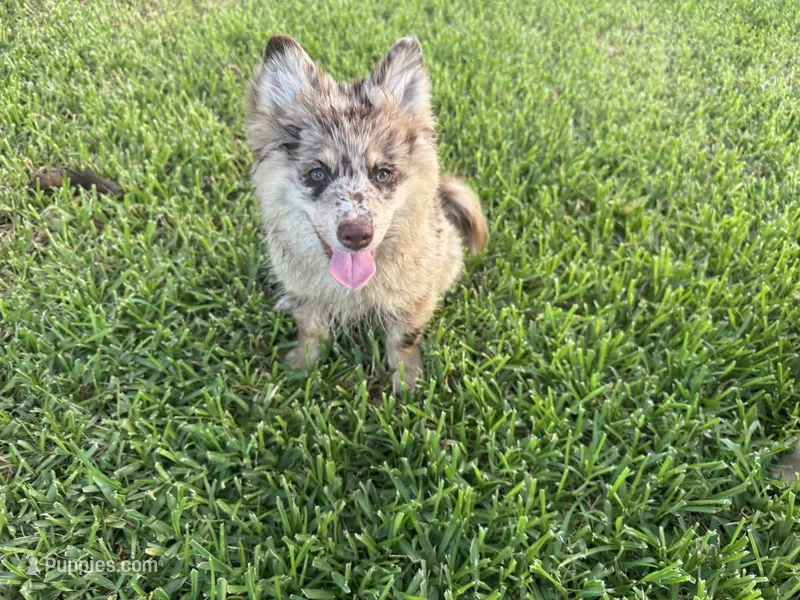 Hazel  – Pomsky puppy for sale in Brazoria, TX