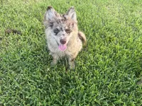 Hazel , a female Pomsky for sale in Brazoria, TX – 1 of 7